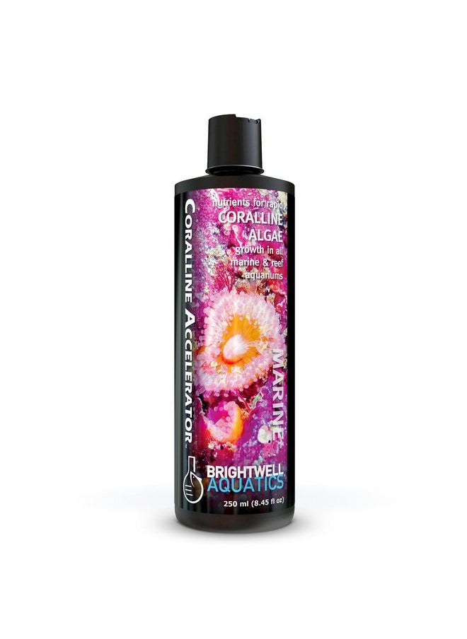 Brightwell Aquatics - Coralline Accelerator  MultiNutrient Supplement For Coralline Algae Growth In Marine And Reef Aquariums  Aquarium Water Treatments, 8.45 Fl Oz - Image 1