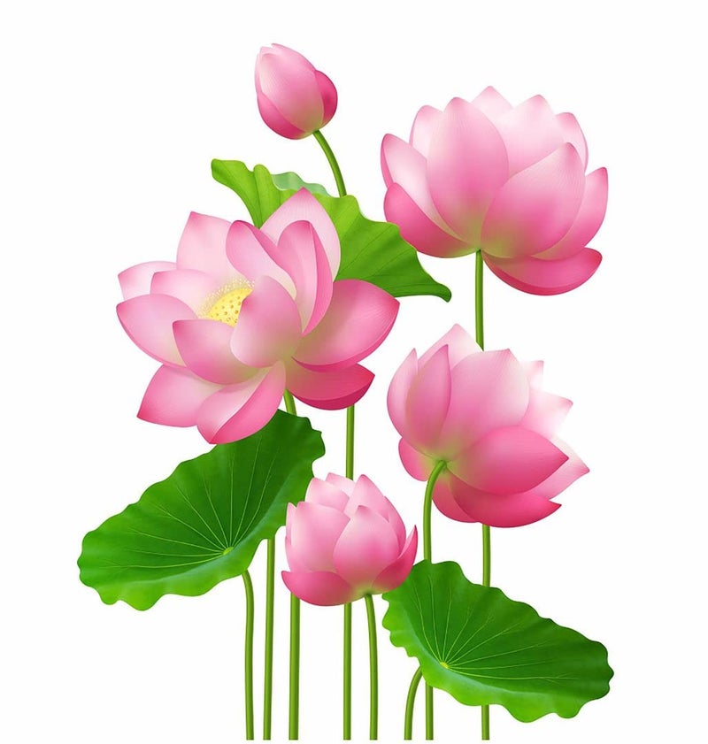 CVANU CVANU Alluring Pink Lotus Flower Door Wall Sticker Self Adhesive Vinyl Decorative for Home Decor Size58CM X 45CM Multicolor - Image 2