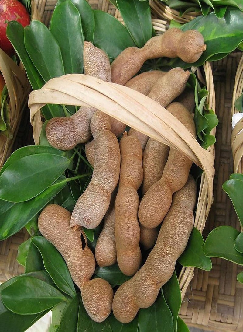 GGOOT 10Pcs/Bag Tamarind Seeds Premium Sweet Prolific Excellent Producing Fruit Seeds for Balcony, Garden, Yard Seed - Image 4