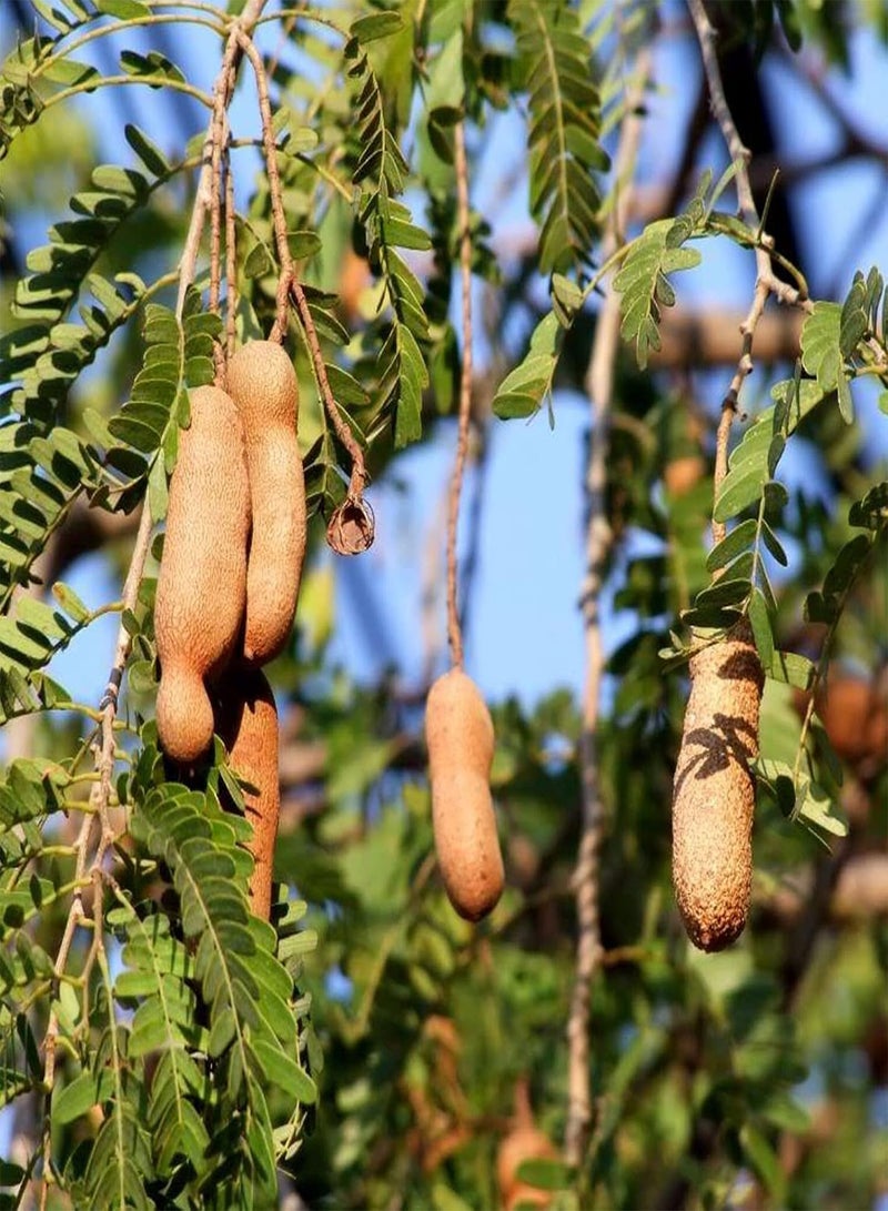 GGOOT 10Pcs/Bag Tamarind Seeds Premium Sweet Prolific Excellent Producing Fruit Seeds for Balcony, Garden, Yard Seed - Image 2