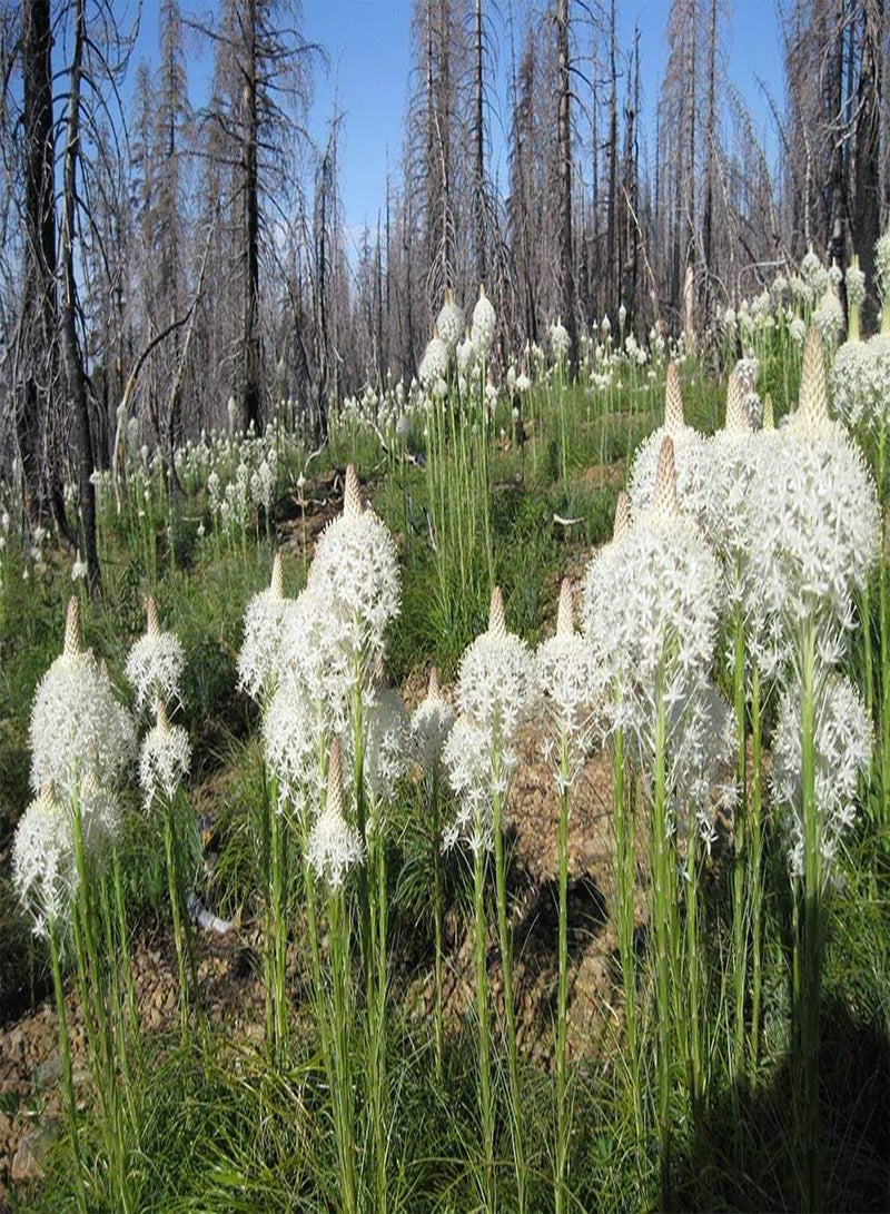 GGOOT Beargrass Seed (Xerophyllum tenax,) Indian Basket Grass- Native  (100 Seeds) - Image 4