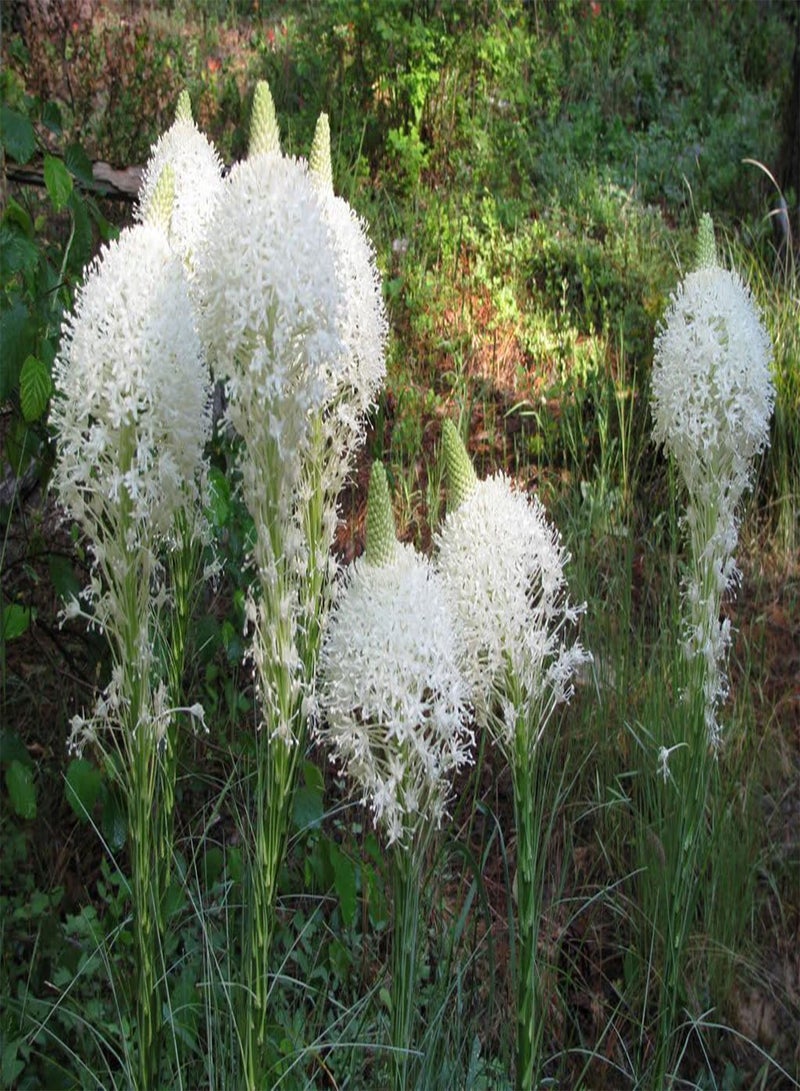 GGOOT Beargrass Seed (Xerophyllum tenax,) Indian Basket Grass- Native  (100 Seeds) - Image 3