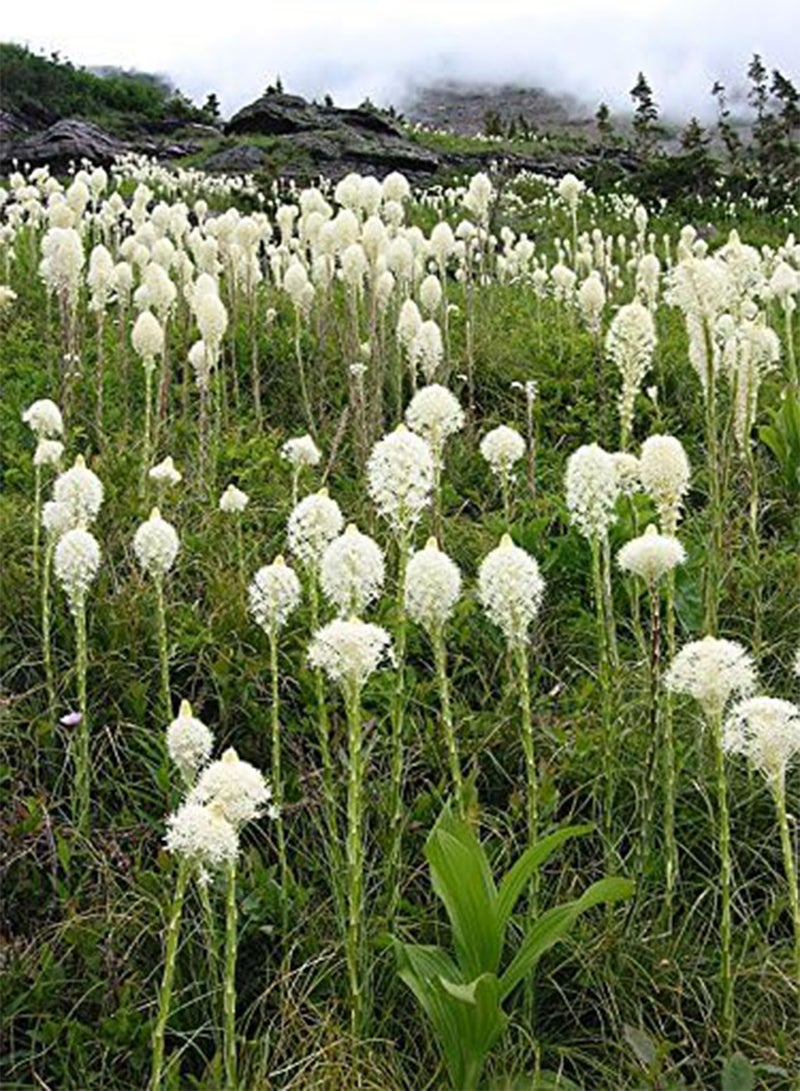 GGOOT Beargrass Seed (Xerophyllum tenax,) Indian Basket Grass- Native  (100 Seeds) - Image 1