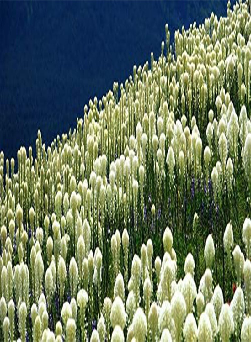 GGOOT Beargrass Seed (Xerophyllum tenax,) Indian Basket Grass- Native  (100 Seeds) - Image 2