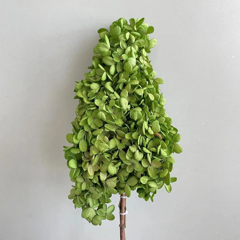 Bluejw Immortal Dried Flower Pagoda Hydrangea with Stem – Natural Preserved Dried Plants for Wedding Bouquets, Centerpieces & Home Decor - Image 4