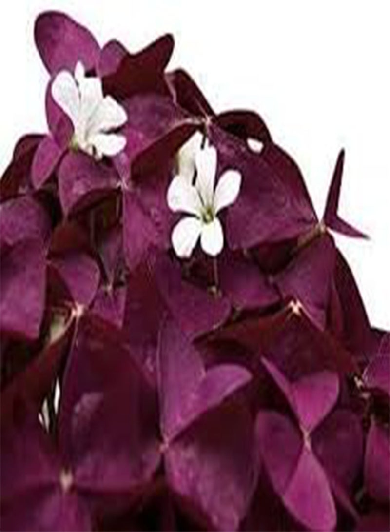 GGOOT 2 Oxalis Wood Sorrel Flower  Purple - Image 1