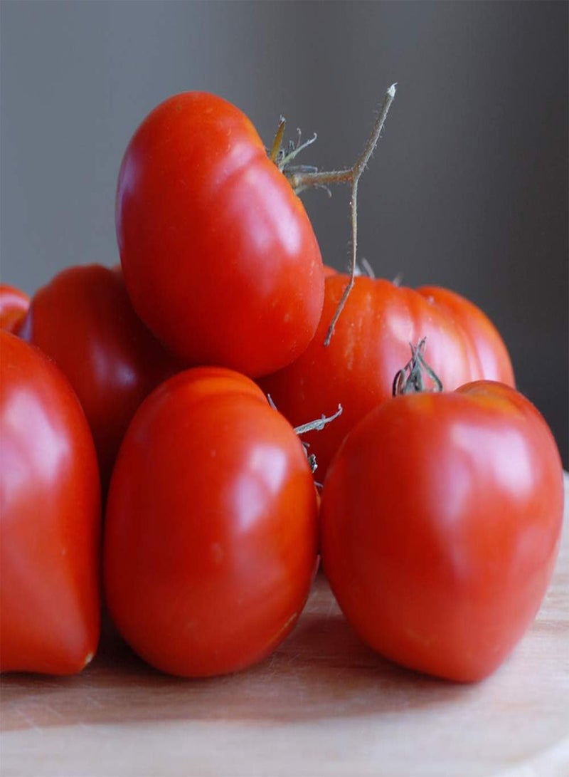 GGOOT Tomato 'Gourmandia' F1 Hybrid - Seeds Garden Half-Hardy Annual Easy to Grow Your Own Flowering & Fruit Plant by Seeds 1 Packet (4 Seeds) by Thompson and Morgan - Image 2