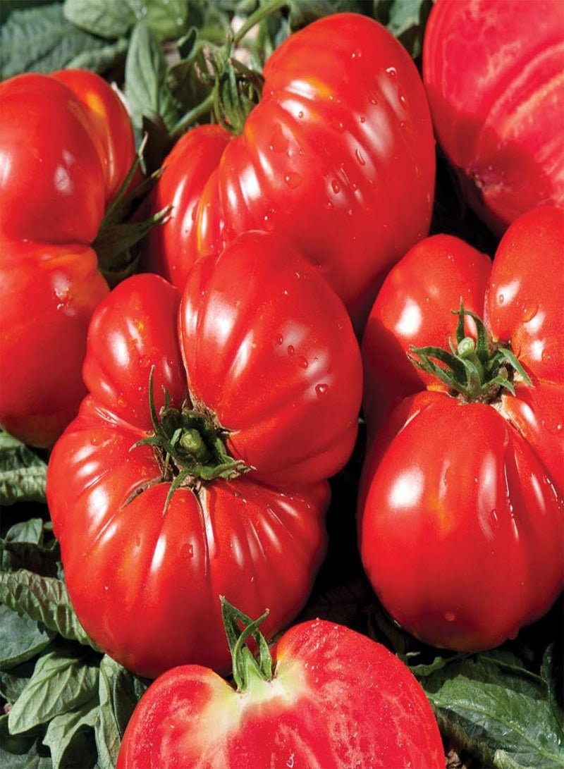 GGOOT Tomato 'Gourmandia' F1 Hybrid - Seeds Garden Half-Hardy Annual Easy to Grow Your Own Flowering & Fruit Plant by Seeds 1 Packet (4 Seeds) by Thompson and Morgan - Image 3