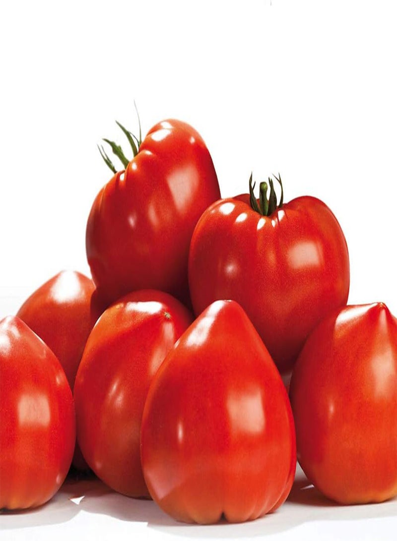 GGOOT Tomato 'Gourmandia' F1 Hybrid - Seeds Garden Half-Hardy Annual Easy to Grow Your Own Flowering & Fruit Plant by Seeds 1 Packet (4 Seeds) by Thompson and Morgan - Image 5
