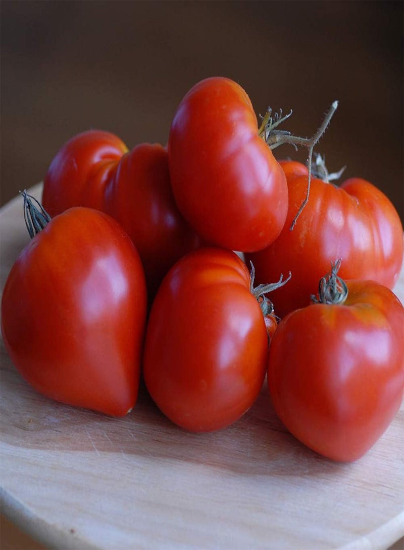 GGOOT Tomato 'Gourmandia' F1 Hybrid - Seeds Garden Half-Hardy Annual Easy to Grow Your Own Flowering & Fruit Plant by Seeds 1 Packet (4 Seeds) by Thompson and Morgan - Image 1