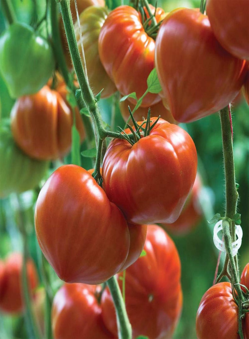 GGOOT Tomato 'Gourmandia' F1 Hybrid - Seeds Garden Half-Hardy Annual Easy to Grow Your Own Flowering & Fruit Plant by Seeds 1 Packet (4 Seeds) by Thompson and Morgan - Image 4