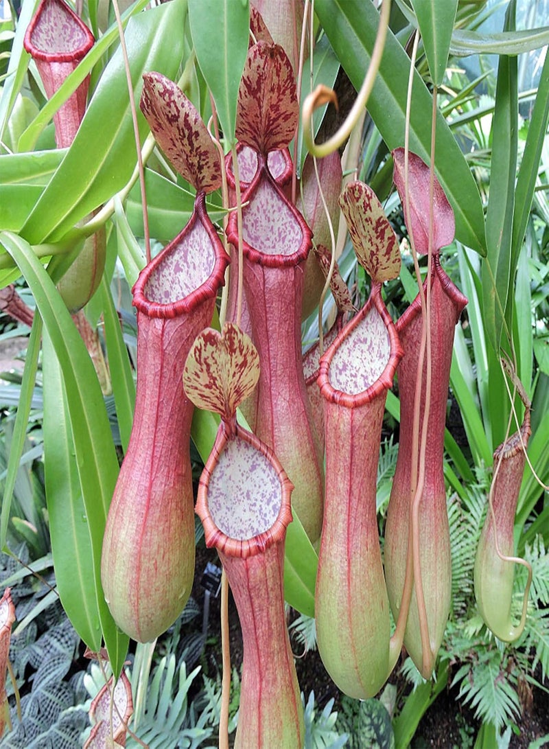 GGOOT 50Pcs/Bag Nepenthes Seeds,Tropical Plant with Pouch Carnivorous Plants Seeds for Home Indoor Outdoor Planting Decorative Plant Seeds Light Up Your Garden Rose Red Nepenthes Seeds - Image 4