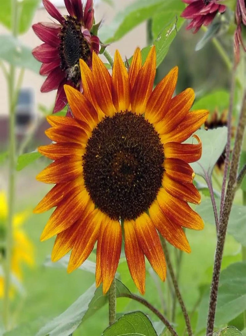 GGOOT Gardening Essentials,Sun Flower,Bee Plant,High Germination Rate,Sunflower seeds-200 pcs - Image 1