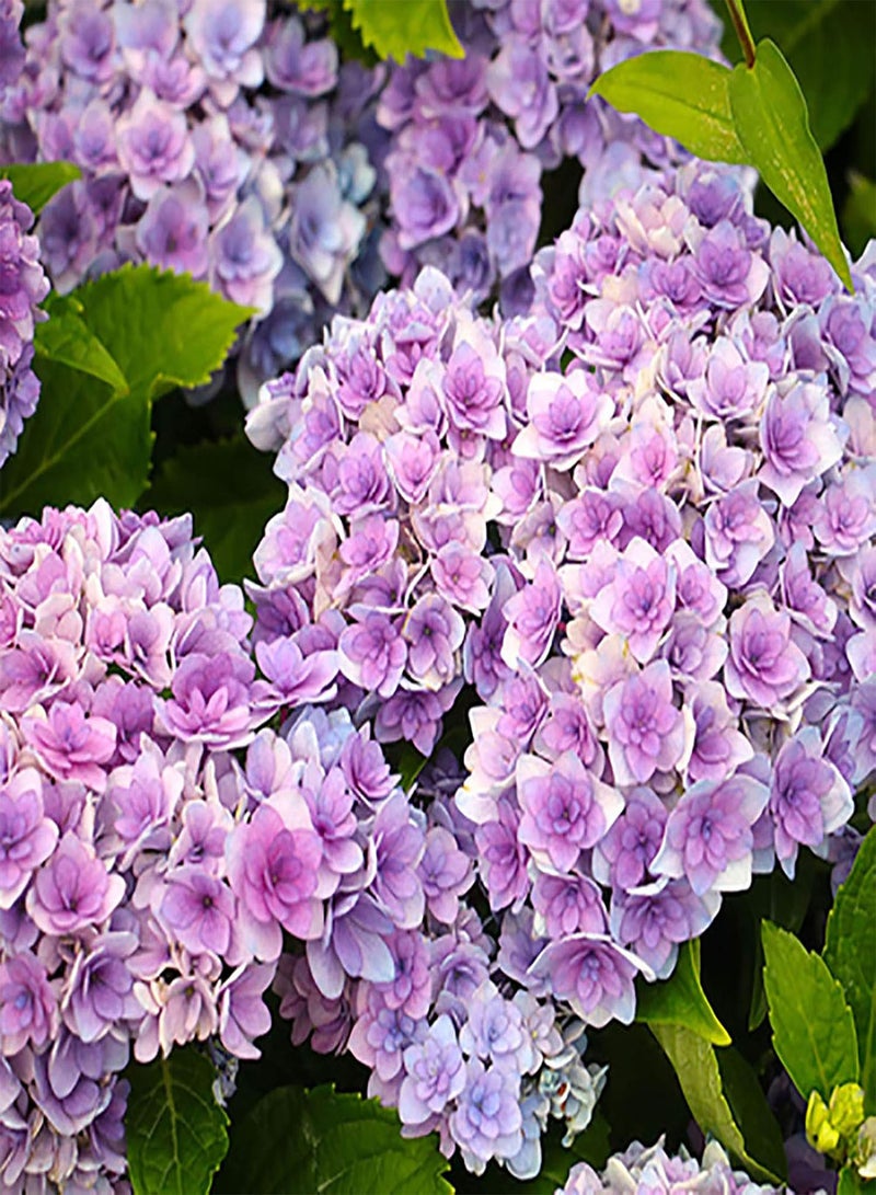 GGOOT 1 Bag Hydrangea Seeds,Natural Rare Small Snowball Enormous Spherical Flower Seeds for Planting Garden Yard Outdoor Light Purple Hydrangea - Image 1