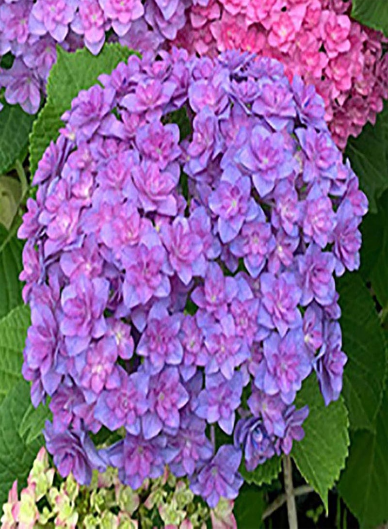 GGOOT 1 Bag Hydrangea Seeds,Natural Rare Small Snowball Enormous Spherical Flower Seeds for Planting Garden Yard Outdoor Light Purple Hydrangea - Image 4
