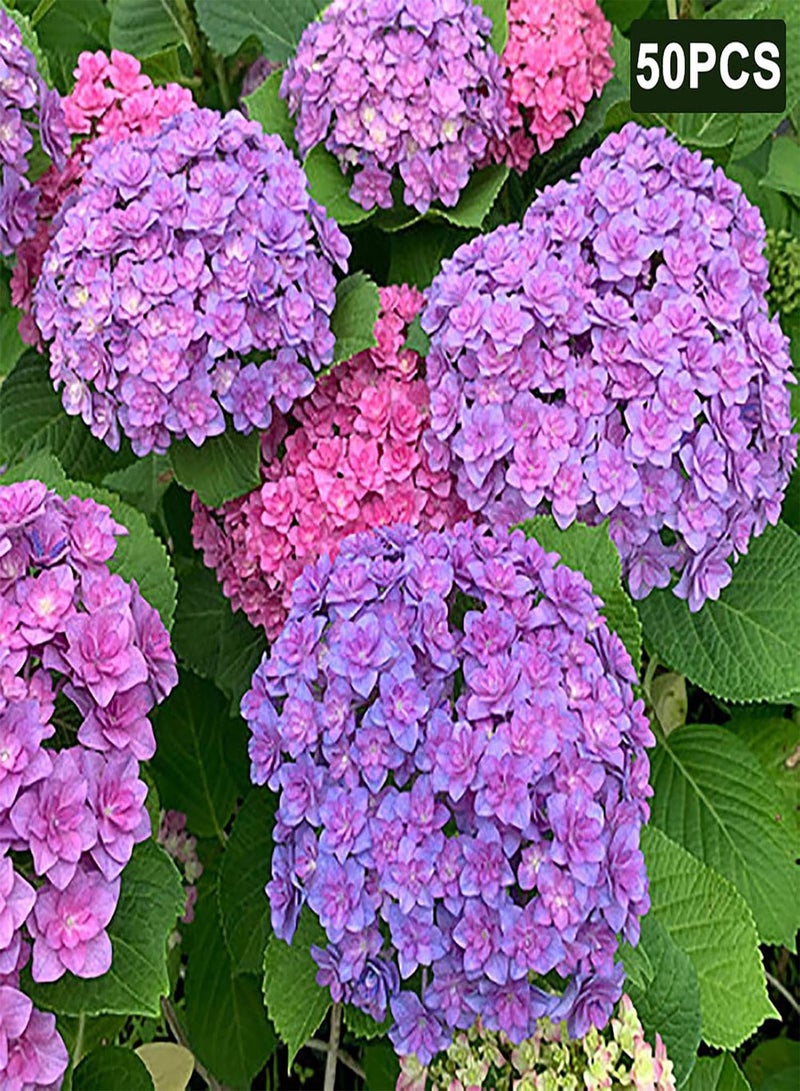 GGOOT 1 Bag Hydrangea Seeds,Natural Rare Small Snowball Enormous Spherical Flower Seeds for Planting Garden Yard Outdoor Light Purple Hydrangea - Image 2