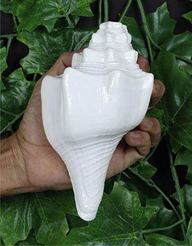 ASHIRWAD Genuine Blowing Shankh Vamavarti Dattatreya - Conch Shell - Puja Ritual - Shankhnaad (7.0 inches) - Image 1