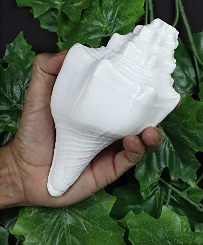 ASHIRWAD Genuine Blowing Shankh Vamavarti Dattatreya - Conch Shell - Puja Ritual - Shankhnaad (7.0 inches) - Image 4