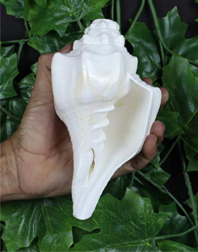 ASHIRWAD Genuine Blowing Shankh Vamavarti Dattatreya - Conch Shell - Puja Ritual - Shankhnaad (7.0 inches) - Image 5