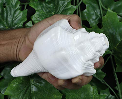 ASHIRWAD Genuine Blowing Shankh Vamavarti Dattatreya - Conch Shell - Puja Ritual - Shankhnaad (7.0 inches) - Image 3