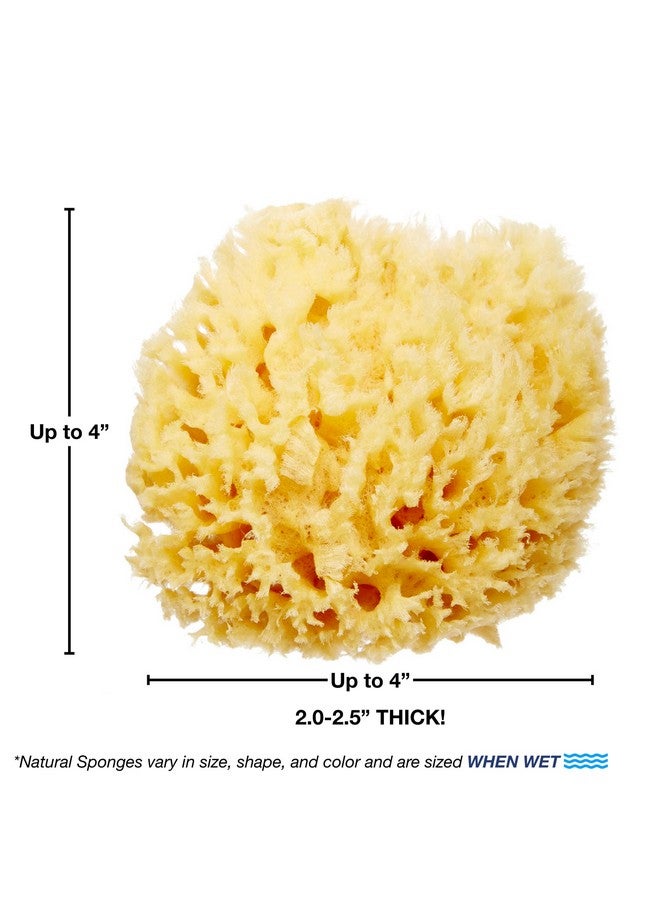 HartFelt Delicate Skin Wool Sea Sponge 4 In Real Natural Sponges For Body And Face Gentle Care Luxurious Lather - Image 3