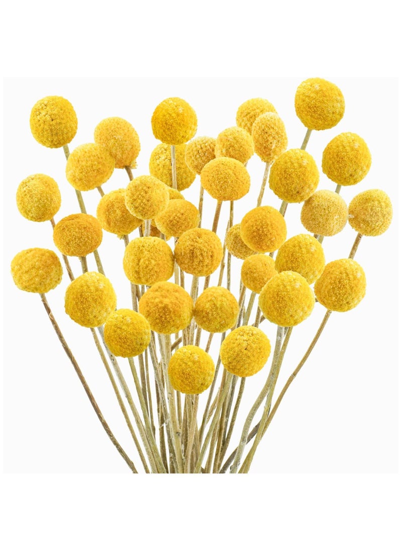 Y&D 30 PCS Natural Dried Flowers, Golden Balls Hammer Flowers Flower Bouquet, Floral Bouquet for Arrangement Wedding Home Tall Vase Decoration, Craspedia Billy  - Image 1