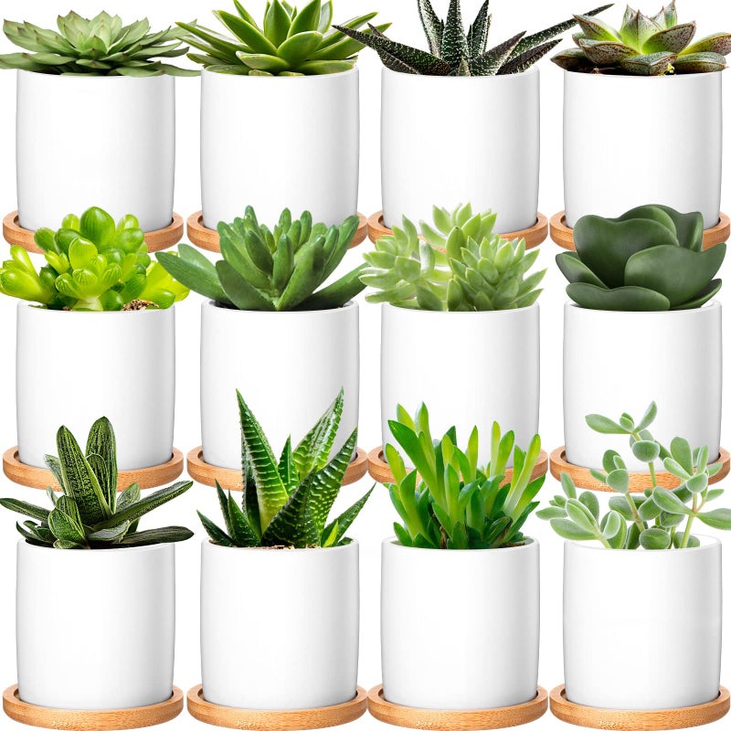 Cindeer Cindeer 12 Pack Small Succulent Plants Pots 3 Inch Ceramic Flower Planter Pot and Bamboo Tray with Drainage Hole for Succulents Cactus Indoor Garden Decorations Plant Not IncludedWhite 