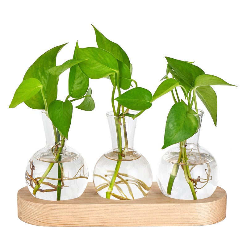 مزهرية زجاجية لزراعة النباتات المكتبية من مكونو مع صينية خشبية، تيراريوم نباتي بتصميم ريترو، وعاء زهور للبلب، مثالي لزراعة النباتات المائية، ديكور منزلي ومكتبي، فكرة هدية لعشاق النباتات