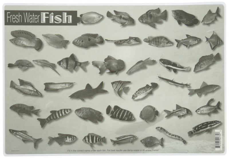 Painless Learning حصيرة تعلم الأسماك العذبة بدون ألم 12 × 17 1/2 بوصة - Image 2