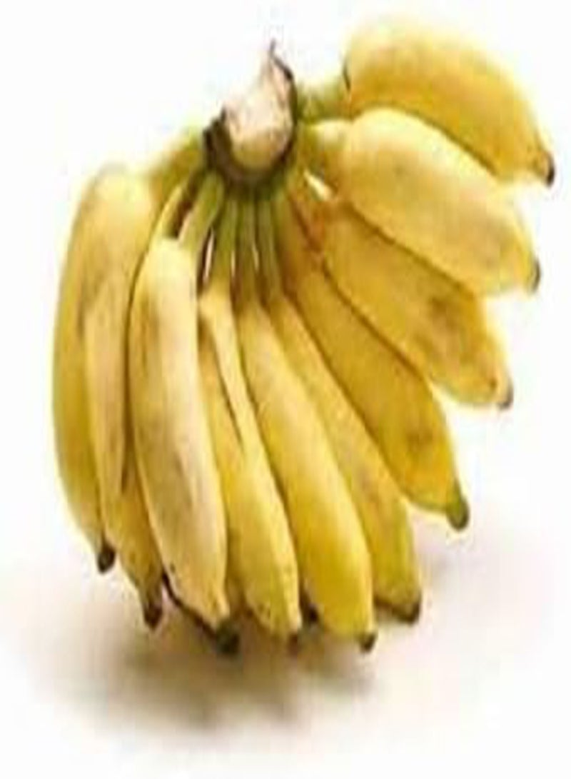 GGOOT 50pcs Banana Fruit Seeds  - Image 2