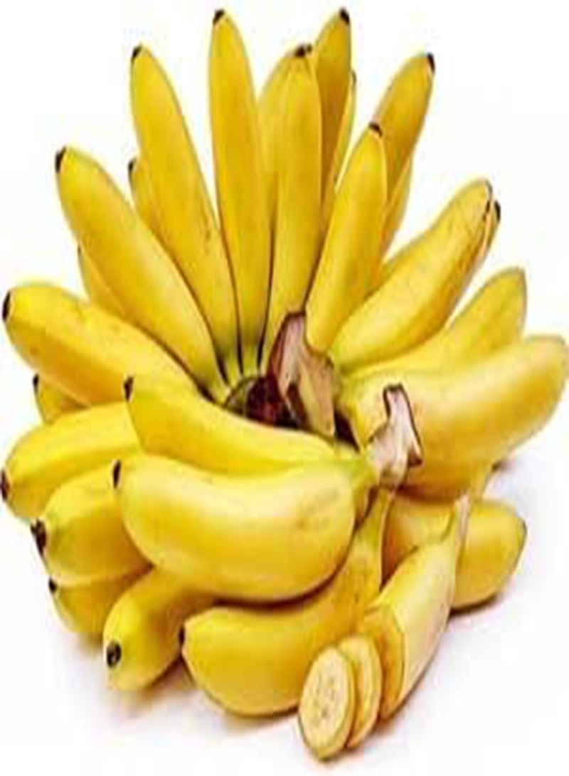 GGOOT 50pcs Banana Fruit Seeds  - Image 1