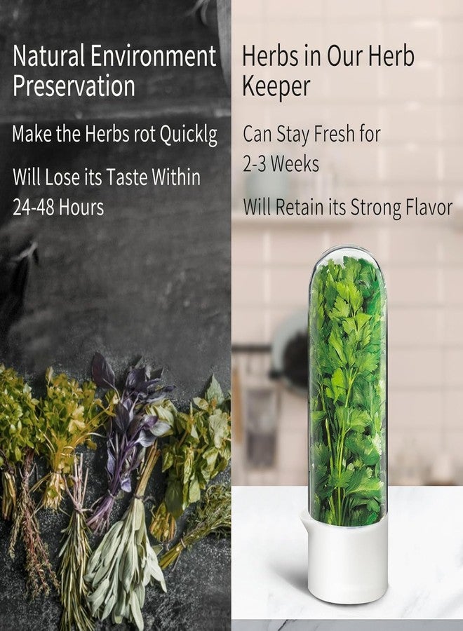 Vaximel Herb & Vegetable Fresh Keeper Bottle for Fridge – Airtight Storage Container for Mint, Coriander, Parsley, Cilantro, Asparagus – Keeps Greens Fresh Longer – BPA-Free Kitchen Organizer (1 PIC) - Image 2