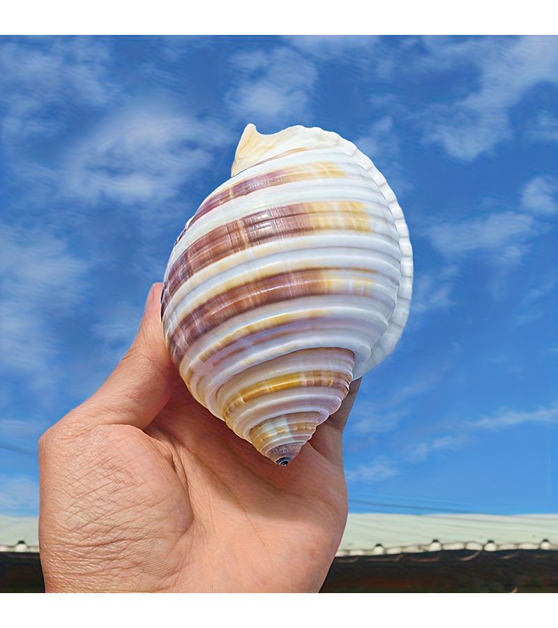 Natural Water Snail Shell Decor 2 76 To 3 15 Inch Unique Marine Aquarium Beach Craft - Image 2