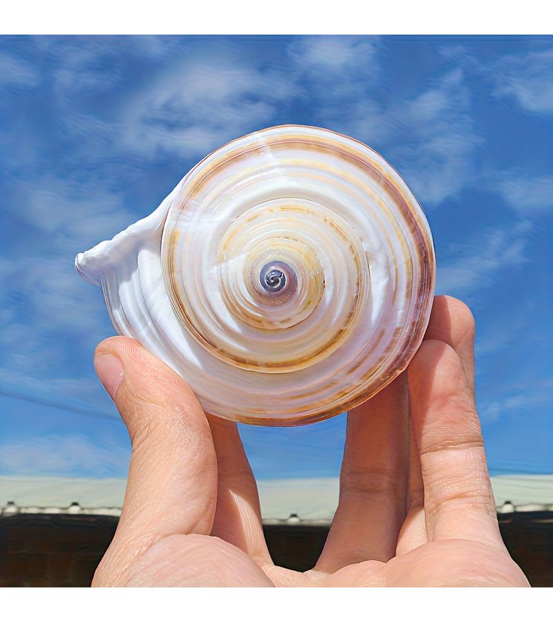 Natural Water Snail Shell Decor 2 76 To 3 15 Inch Unique Marine Aquarium Beach Craft - Image 5