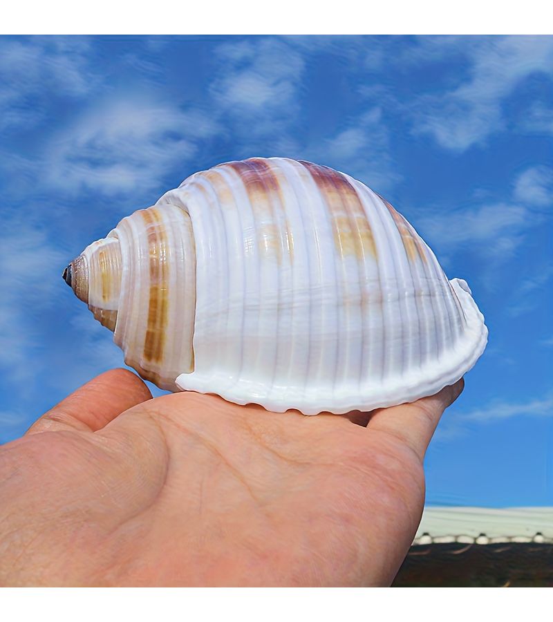 Natural Water Snail Shell Decor 2 76 To 3 15 Inch Unique Marine Aquarium Beach Craft - Image 4