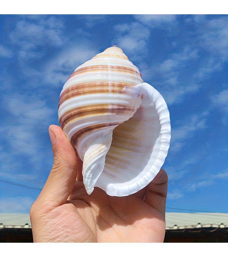 Natural Water Snail Shell Decor 2 76 To 3 15 Inch Unique Marine Aquarium Beach Craft - Image 1