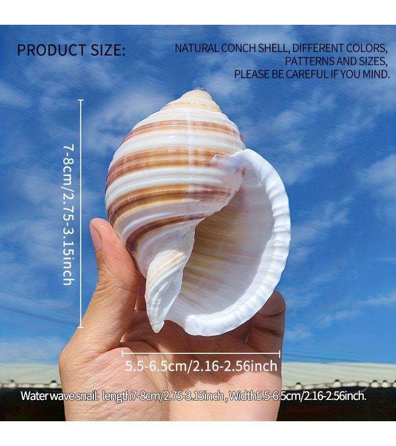 Natural Water Snail Shell Decor 2 76 To 3 15 Inch Unique Marine Aquarium Beach Craft - Image 3