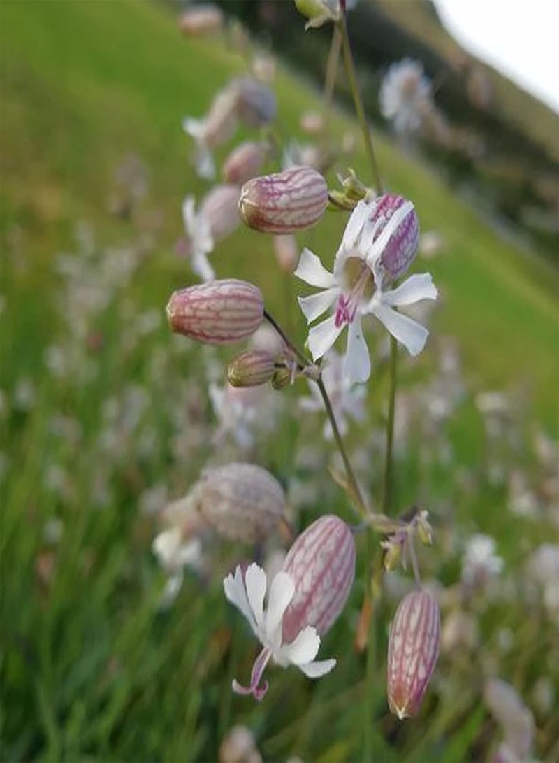 GGOOT 50Pcs Premium Flower Seeds, Silene Vulgaris Seeds Full of Vitality Delicious Non GMO Attractive Flower Seeds for Balcony Purple - Image 4