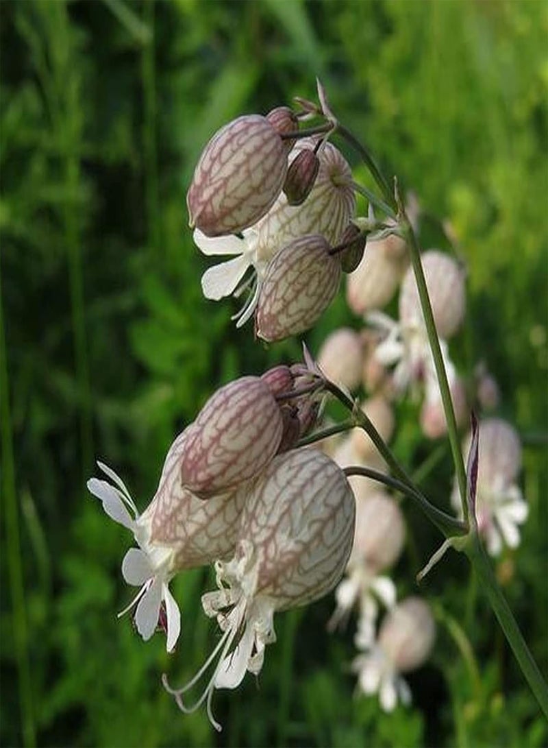 GGOOT 50Pcs Premium Flower Seeds, Silene Vulgaris Seeds Full of Vitality Delicious Non GMO Attractive Flower Seeds for Balcony Purple - Image 5