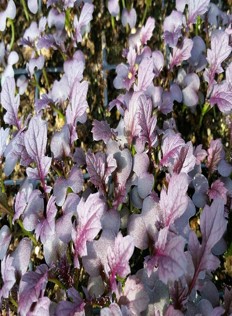 GGOOT Mizuna Red Streaks Mustard - Brassica rapa VARnipposinica Vegetable Seeds, Also Known as Japanese Mustard Home Garden Planting by Heavy Torch, 300 Seeds