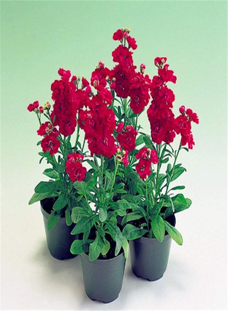 GGOOT Exotic Hardy Perennial Flower Seeds,Violet seeds-excellent_1g,Mix Flowers Colorful Perennial Garden - Image 3