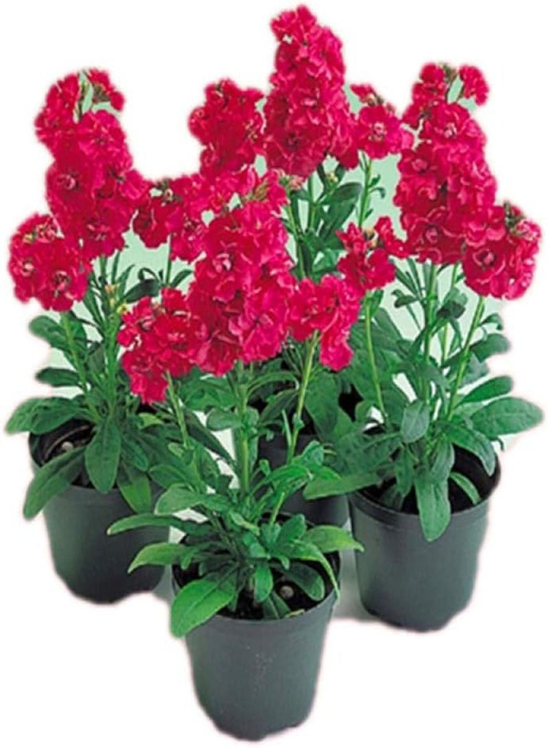 GGOOT Exotic Hardy Perennial Flower Seeds,Violet seeds-excellent_1g,Mix Flowers Colorful Perennial Garden - Image 4