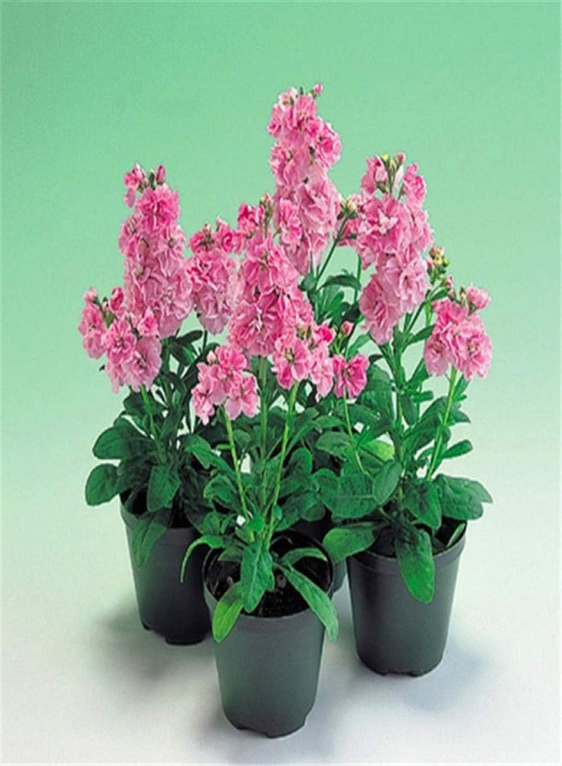 GGOOT Exotic Hardy Perennial Flower Seeds,Violet seeds-excellent_1g,Mix Flowers Colorful Perennial Garden - Image 1