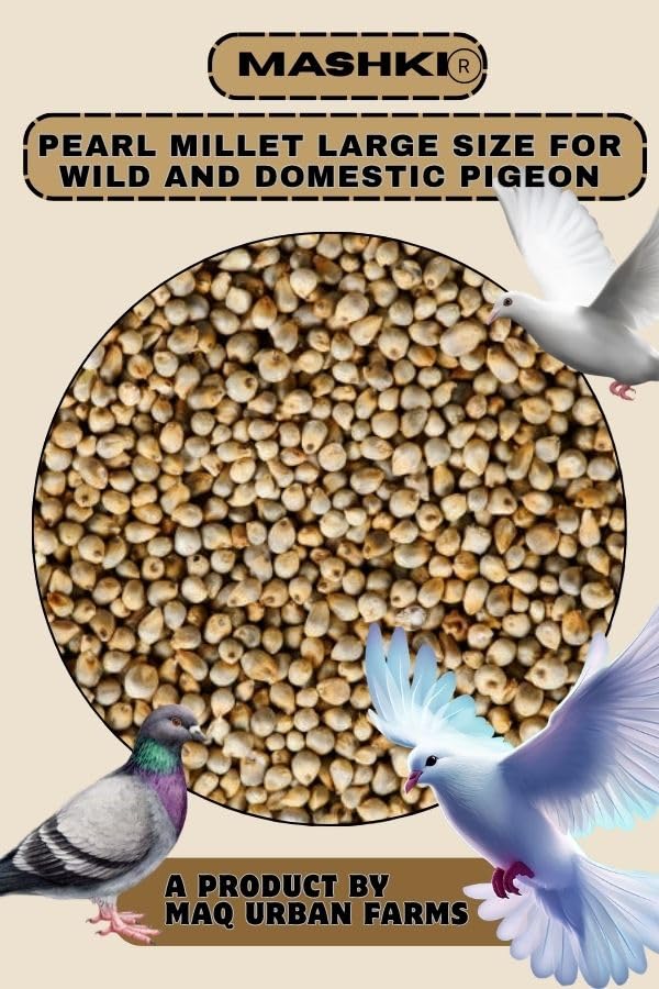 MASHKI Premium White Pearl Millet Bird Food, Natural Seeds for All Birds (1 KG) - Image 1