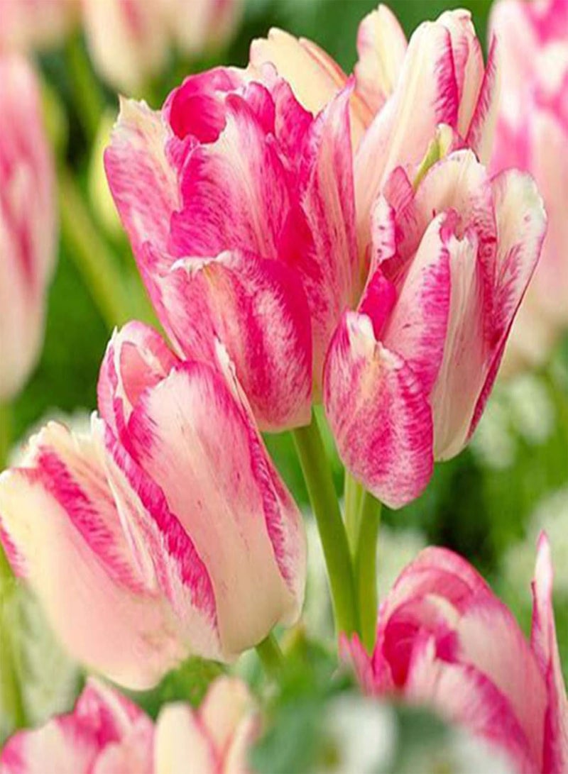 GGOOT 300Pcs/Bag TulipsFull of Vitality Plant in Autumn Quick Growing Natural Flower Plantfor Home/Garden/Outdoor/Yard/Farm Planting - Tulip Seed - Image 5