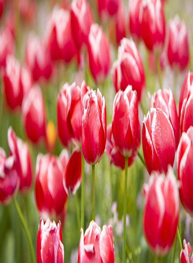 GGOOT 300Pcs/Bag TulipsFull of Vitality Plant in Autumn Quick Growing Natural Flower Plantfor Home/Garden/Outdoor/Yard/Farm Planting - Tulip Seed - Image 3