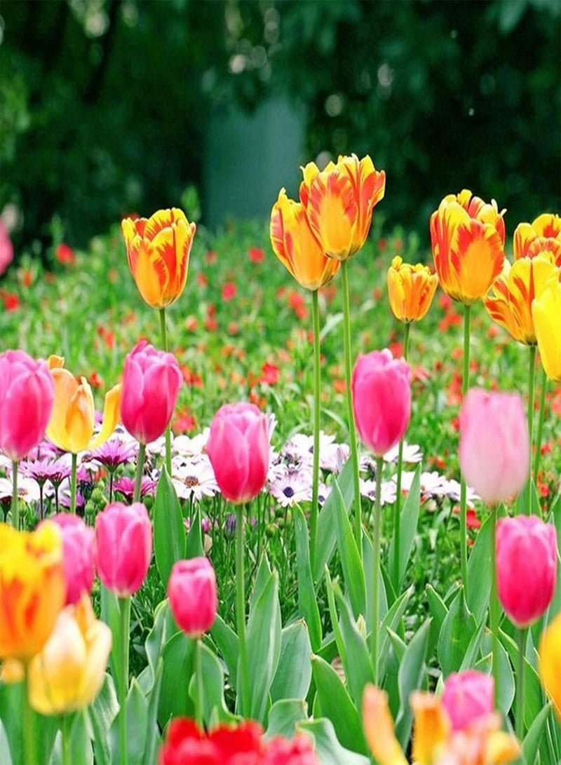 GGOOT 300Pcs/Bag TulipsFull of Vitality Plant in Autumn Quick Growing Natural Flower Plantfor Home/Garden/Outdoor/Yard/Farm Planting - Tulip Seed - Image 2