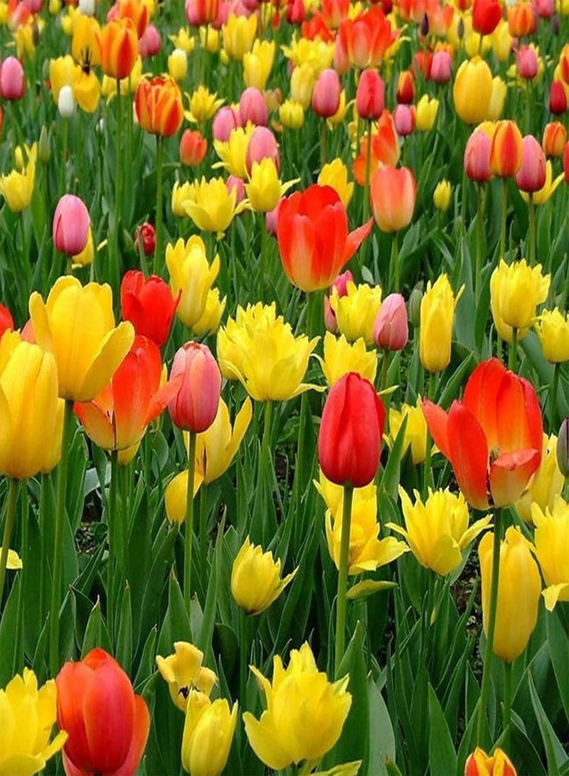 GGOOT 300Pcs/Bag TulipsFull of Vitality Plant in Autumn Quick Growing Natural Flower Plantfor Home/Garden/Outdoor/Yard/Farm Planting - Tulip Seed - Image 1