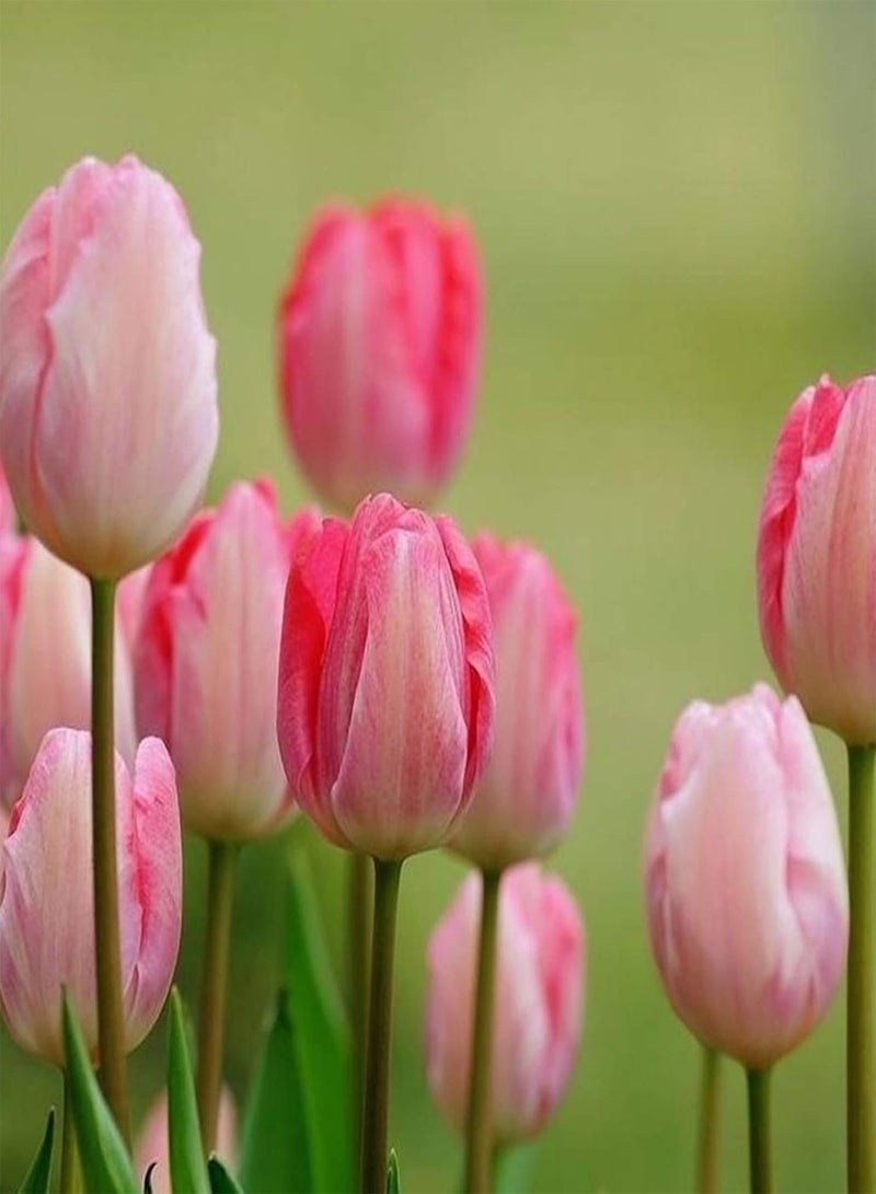 GGOOT 300Pcs/Bag TulipsFull of Vitality Plant in Autumn Quick Growing Natural Flower Plantfor Home/Garden/Outdoor/Yard/Farm Planting - Tulip Seed - Image 4