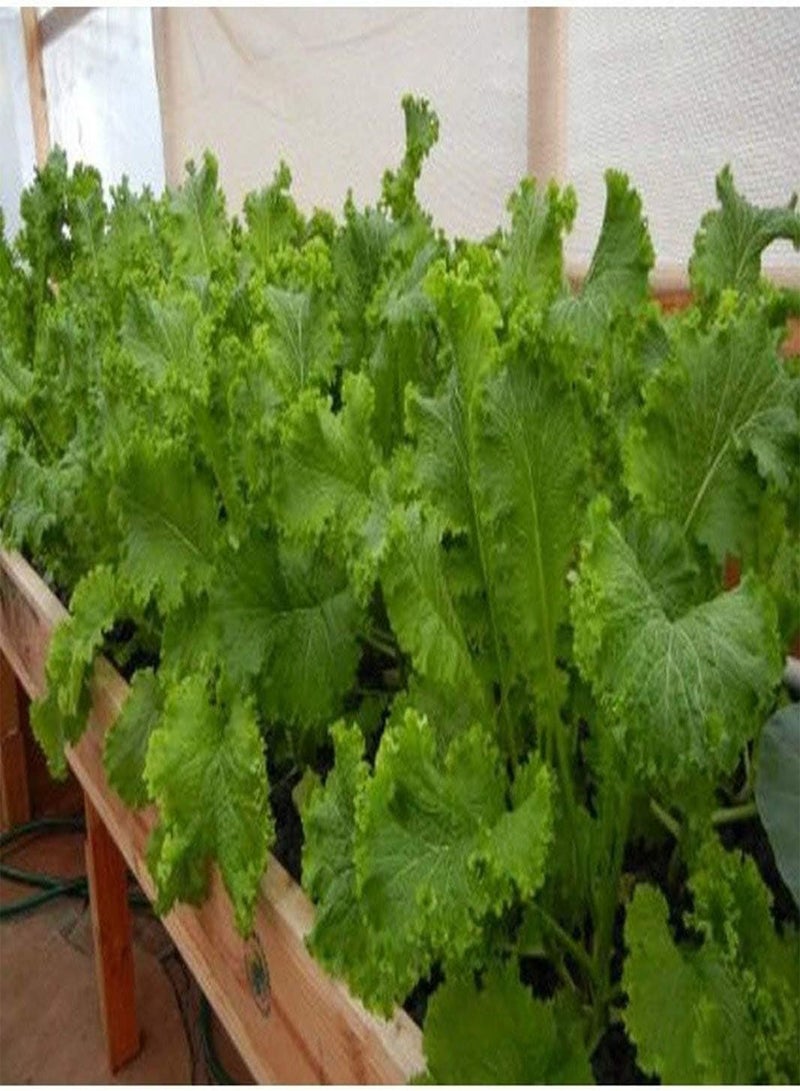 GGOOT Wasabi Seeds (25 Seed Package)